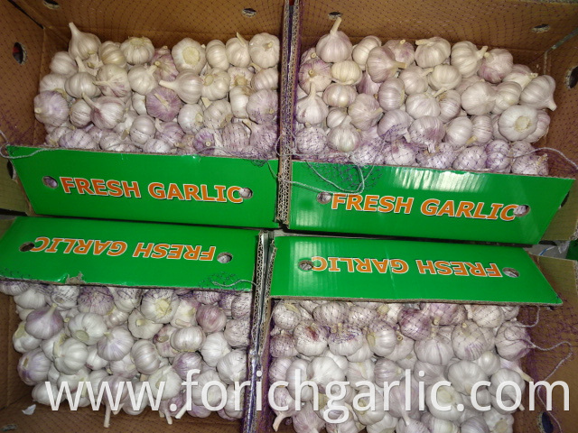 Normal Fresh White Garlic